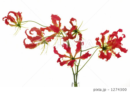 グロリオサ グロリオサ 1274300