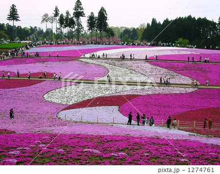 芝桜の丘　秩父　埼玉県 1274761