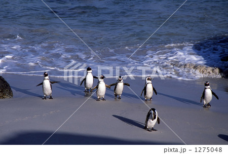 ケープペンギン 1275048