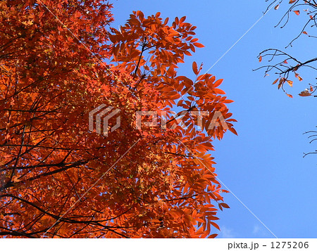 ナナカマドの紅葉 ナナカマドの紅葉 1275206