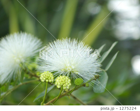 カリアンドラ 1275224