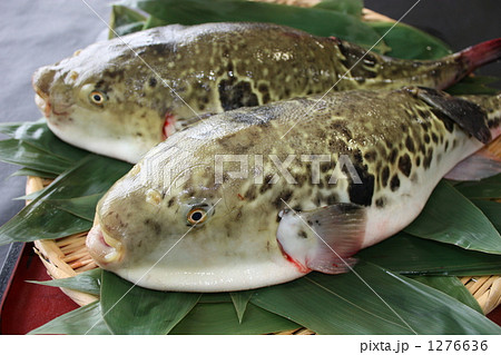 とらふぐ 1276636