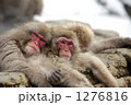 長野 地獄谷 上林温泉 1276816