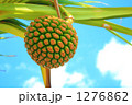 アダンの実 1276862