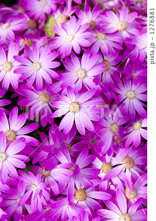 サイネリア 1276881