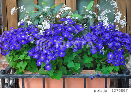 窓辺の紫の花 1276897