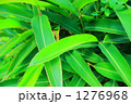 沖縄　月桃 1276968