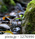 森の生命 1276990