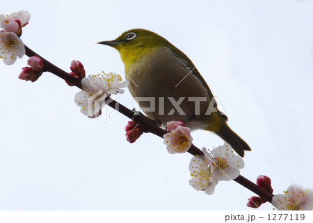 メジロと梅の花 1277119