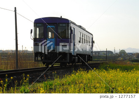 菜の花と北条鉄道 1277157