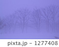 霧の木立ち 1277408