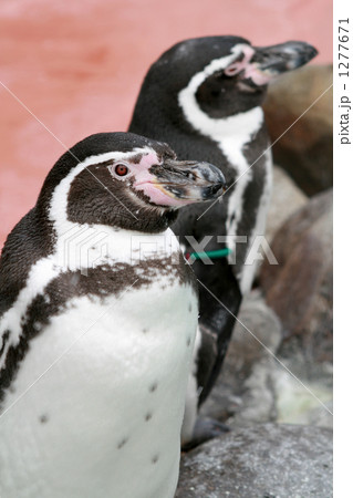 円山動物園のフンボルトペンギン 円山動物園のフンボルトペンギン 1277671