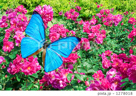 花と蝶 花と蝶 1278018