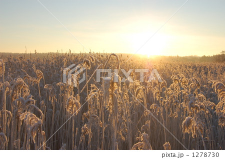 凍った草原 1278730