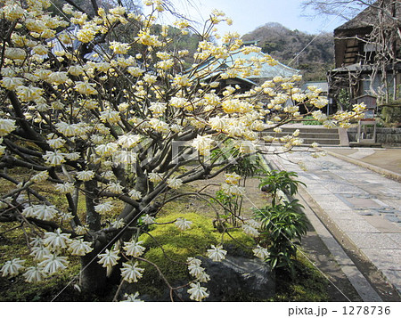 みつまた 1278736