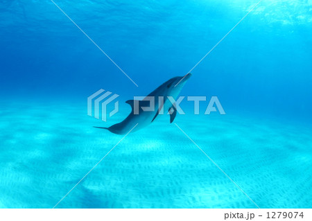 タイセイヨウマダライルカ 1279074