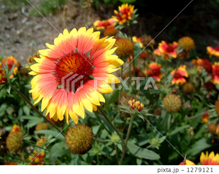 天人菊 天人菊 1279121