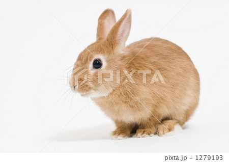 ライトブラウン 子ウサギ ネザーランドドワーフの写真素材