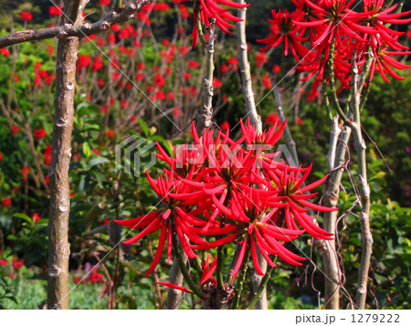 サイハイデイゴ　ブラジルデイゴ 1279222