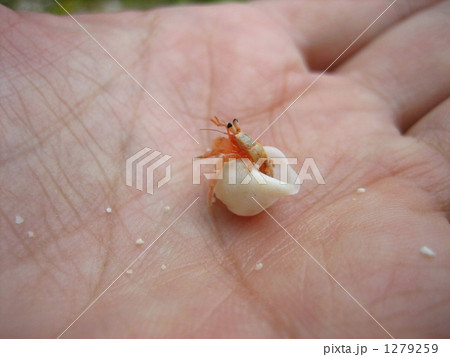 小さな命 小さな命 1279259