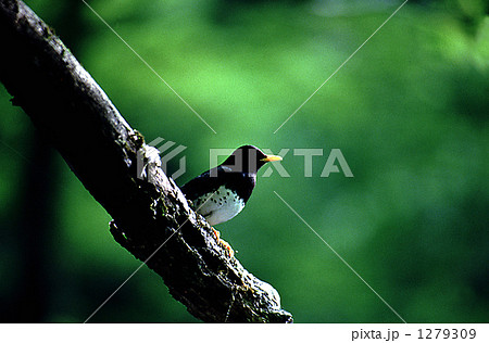 緑の中で 1279309