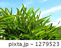 沖縄　月桃 1279523
