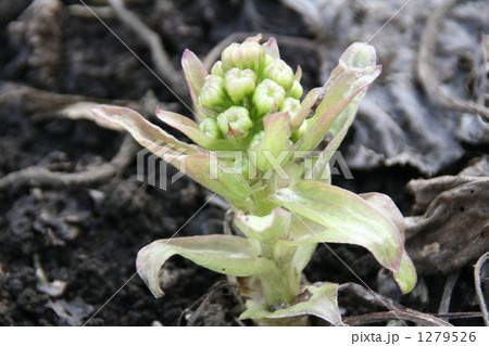 フキノトウ 1279526