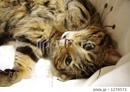 仰向けでこちらを見て目ている猫 1279572