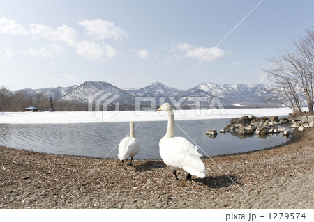 白鳥の湖 白鳥の湖 1279574