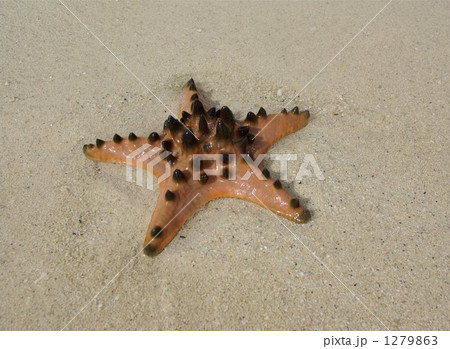 セブ島のヒトデ、コブヒトデ 1279863