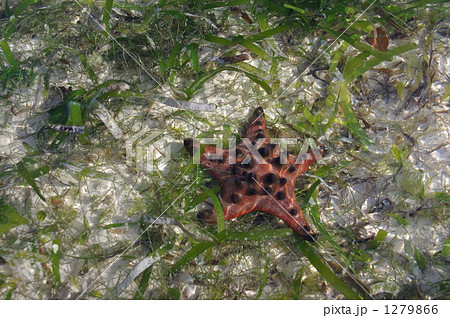 浅瀬に生きるヒトデ、コブヒトデ 1279866
