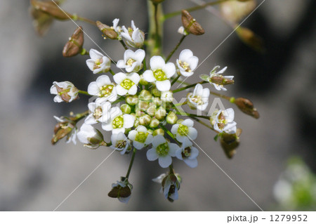 ナズナの花 1279952