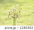 にらの種 1280362