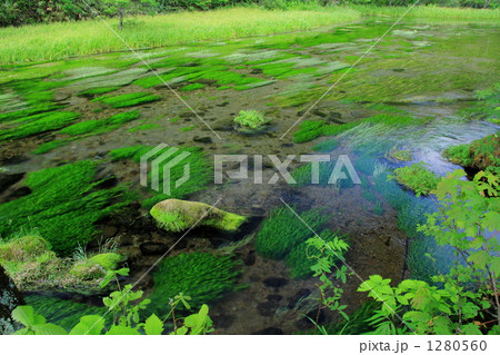 新緑のグダリ沼 新緑のグダリ沼 1280560