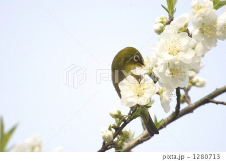メジロと桃の花 1280713