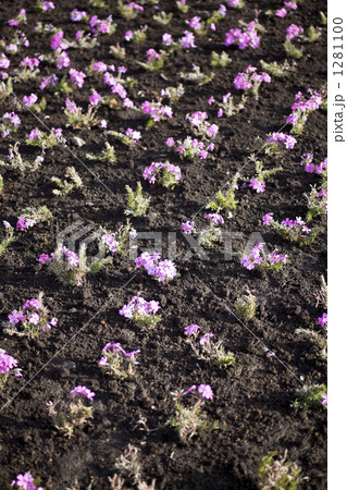 ピンク色の花壇 1281100