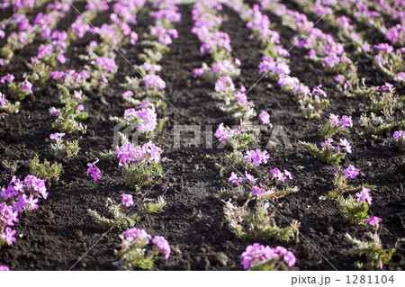 ピンク色の花壇 1281104