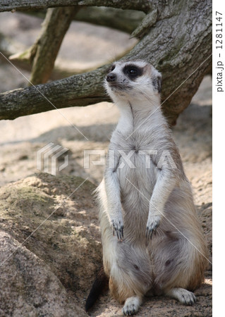 ミーアキャット　ＮＯ．２ 1281147