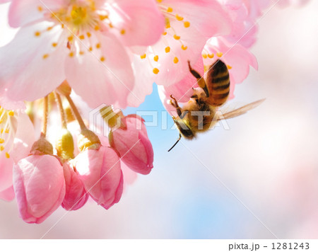 春めき桜に蜜蜂 1281243