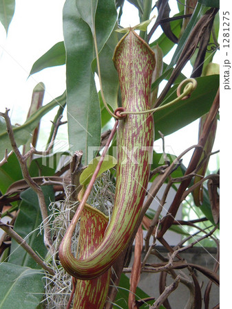 ウツボカズラ01 食虫植物 1281275