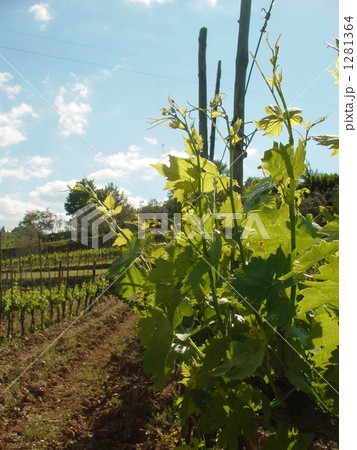 ブドウ畑 1281364