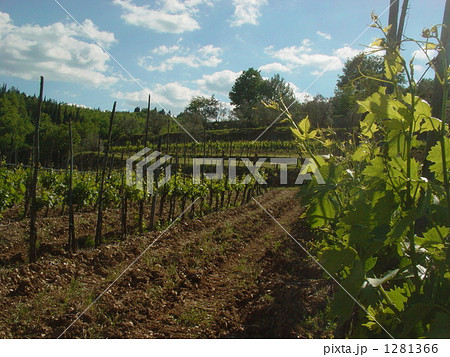ブドウ畑 1281366