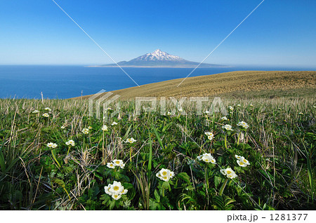 春の礼文島、ハクサンイチゲと利尻富士 春の礼文島、ハクサンイチゲと利尻富士 1281377