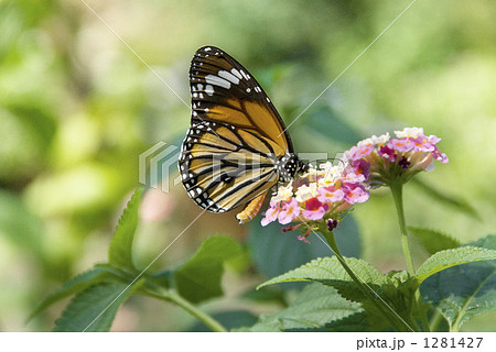 蜜を吸うスジグロカバマダラ蝶 蜜を吸うスジグロカバマダラ蝶 1281427