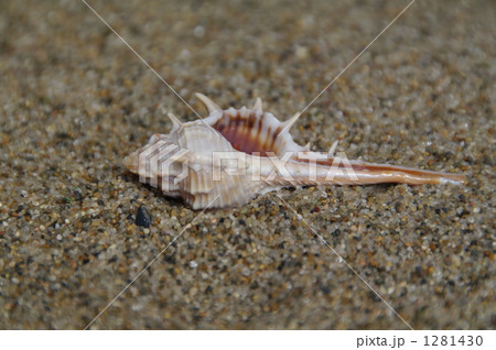 浜辺の貝殻 浜辺の貝殻 1281430