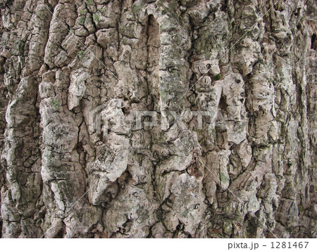 キハダの樹皮 1281467