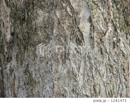 サワシバの樹皮 1281471