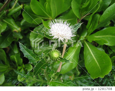 アザミの花と蕾 1281708