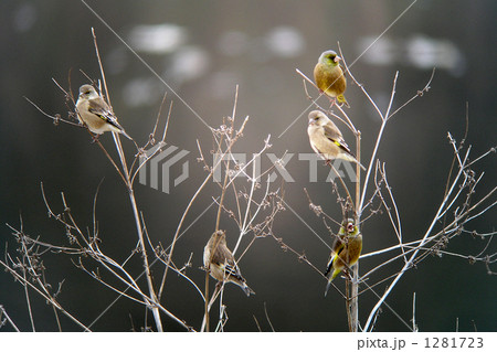 カワラヒワ 1281723