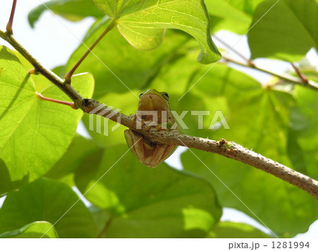 木のぼり 木のぼり 1281994